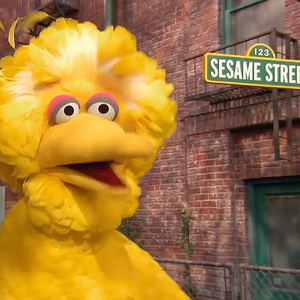 big bird