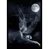 the dreamer